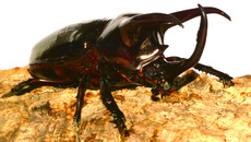 Dreihornkäfer (11).jpg